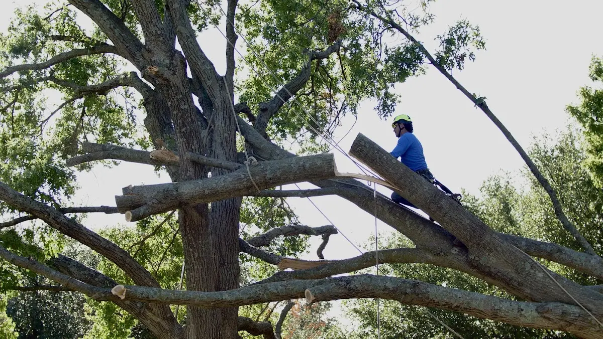 Professional Crown Thinning performed by certified arborists in La Plata